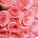 20 Charming Pink Roses Bunch