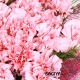 20 Crazy Pink Carnations