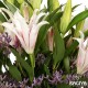 10 Pink Oriental Lilies Bunch