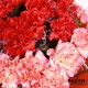 40 Carnations Love Reloaded Bunch