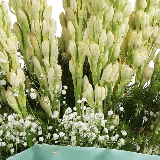 20 Beautiful Tuberose Bunch 