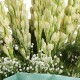 20 Beautiful Tuberose Bunch 