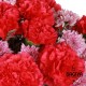 Royal Carnations