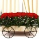 Carnations Cart