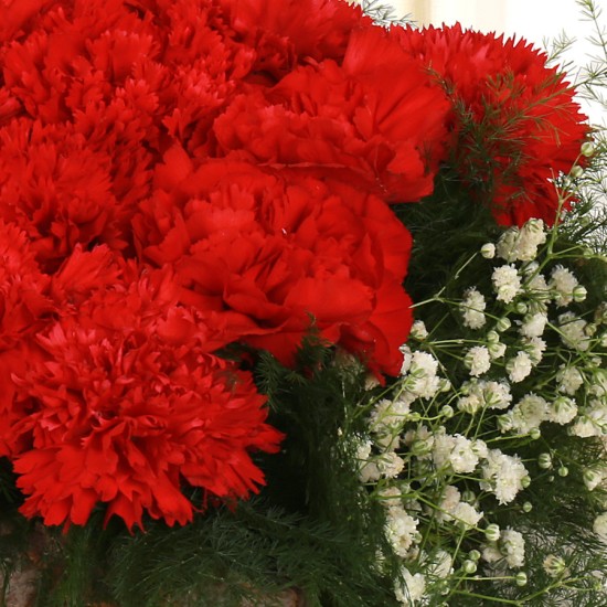 Bed of Red Carnation