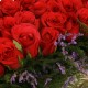 Romantic Box of 50 Red Roses