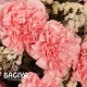 15 Baby Pink Carnations Bunch