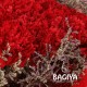 Red Carnations Bunch