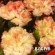 Orange Carnations Bunch