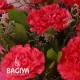 Pink Carnations Bunch