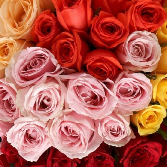 50 Mix Roses