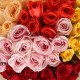 50 MIX ROSES BUNCH