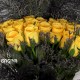 20 YELLOW ROSES BUNCH