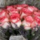 20 PINK ROSES BUNCH