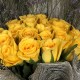 25 YELLOW ROSES BUNCH