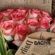 20 PINK ROSES BUNCH