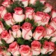 27 PINK ROSES BUNCH ONLINE