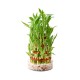 Lucky Bamboo 3 Layer  + Rs. 500 